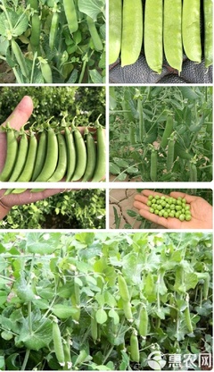 甜脆豌豆種子的高抗豐產(chǎn)種植與推廣技術